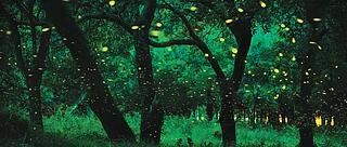 Shutterstock : Fireflies in Maharashtra