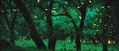 Shutterstock : Fireflies in Maharashtra