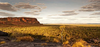 Shutterstock : A single tree catches the last light at dusk in the Kakadu National Park