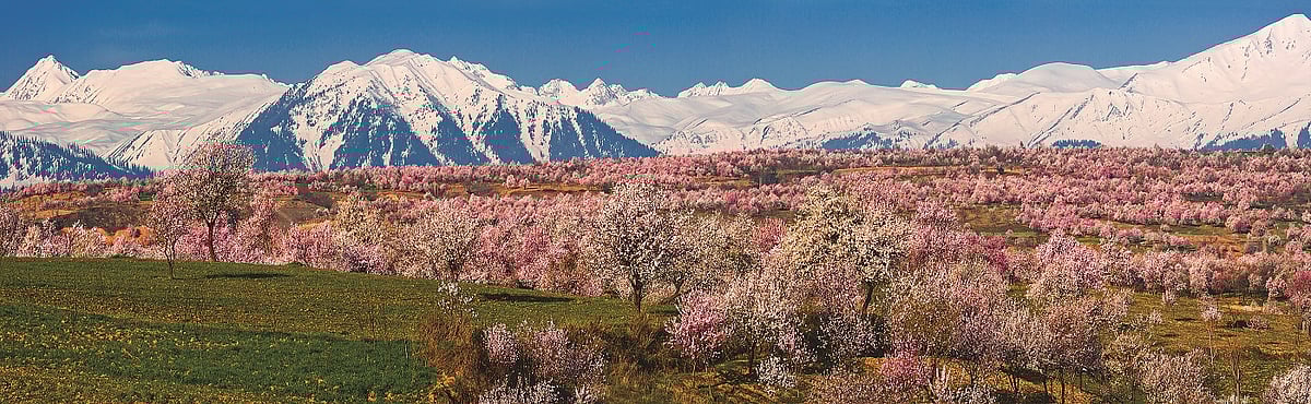Almond blossoms in Kashmir