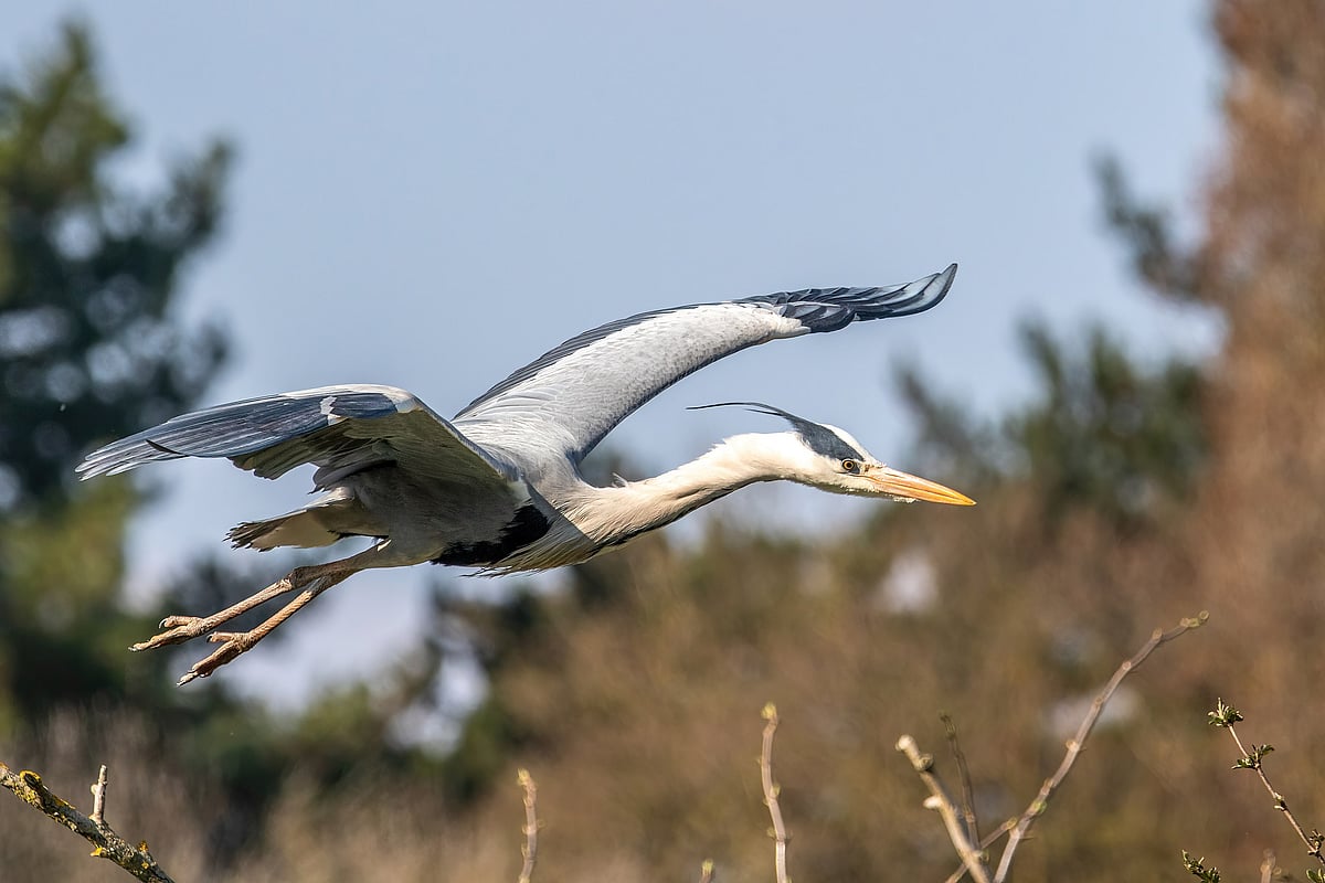 A Grey Heron. Credit Wikimedia Commons / Alexis Lours - null