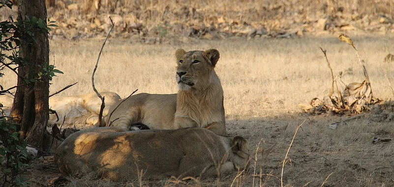 The Gir Forest National Park is very popular with tourists to see Asiatic lions in the wild