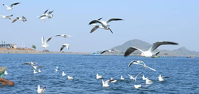 Shutterstock : Beautiful migratory birds at Patratu lake in Ranchi