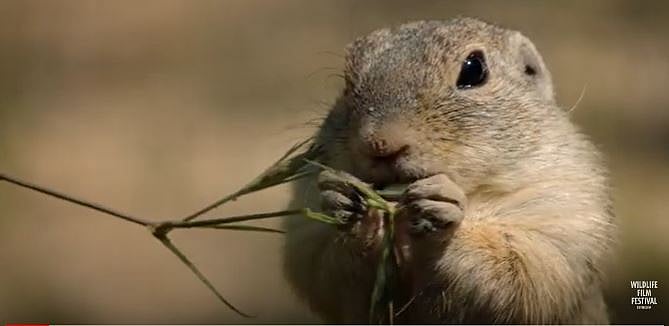 A still from Coming Home - Back to the wild