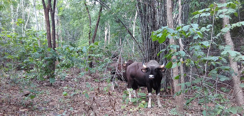 The Debrigarh wildlife sanctuary is home to bisons, buffaloes, leopards and more