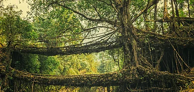 The double-decker Living Roots bridge in Cherrapunji, Meghalaya