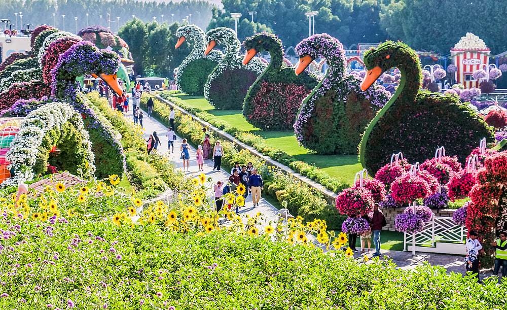 A duck and flower landscape at Miracle Garden in Dubai                                       Abrar Sharif / Shutterstock - null
