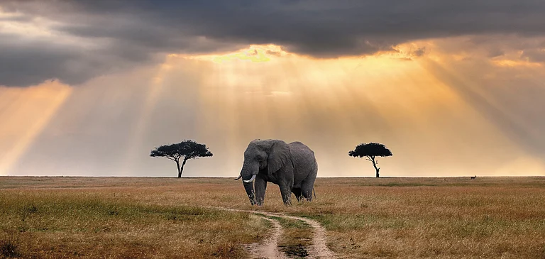 An elephant in the wilderness of Maasai Mara - null