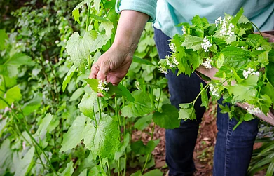 Foraging for wild edibles in urban cities has taken off across the world