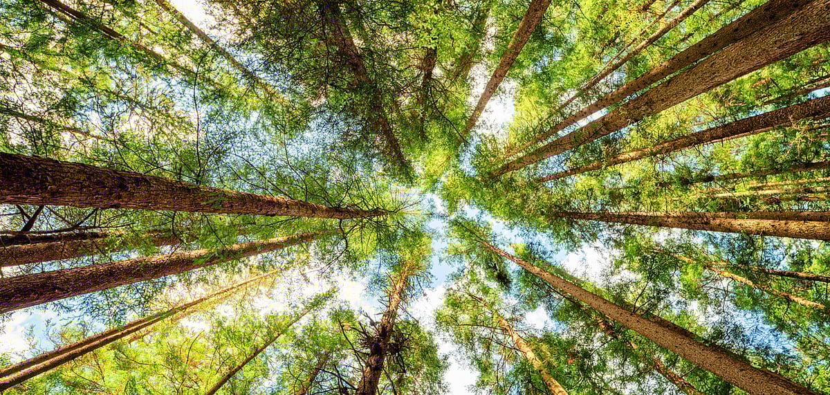 Trees form a beautiful canopy