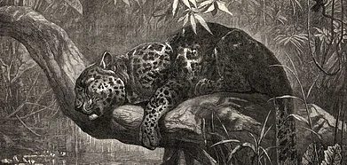 A sketch of the Indian leopard