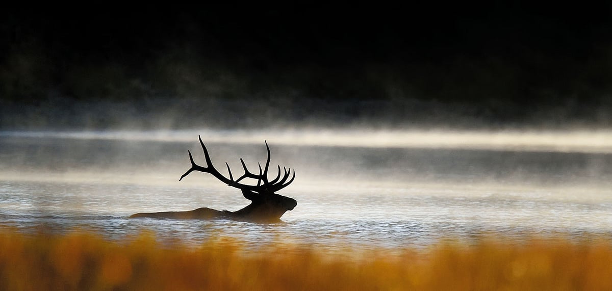An elk goes for a morning swim at Snake Rive in Grand Teton National Park