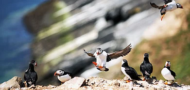 A colony of puffins on Skomar Island, Wales