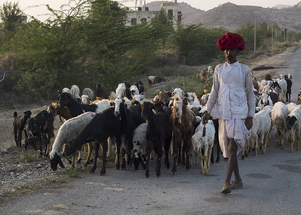A shepherd leads his pack in Ghanerao