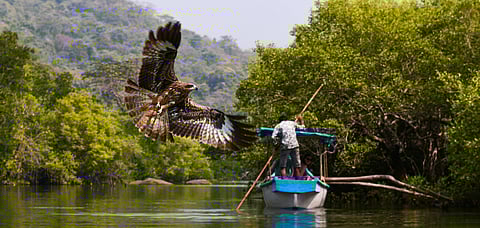 Goa's backwaters are great for gentle kayak rides and birdwatching