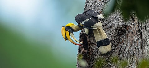 The Great Indian Hornbill 