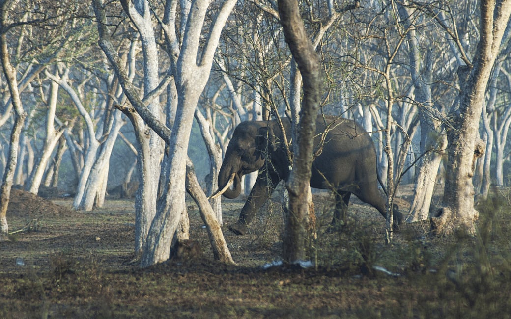 Photo Credits Kartiki Gonsalves 