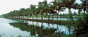 The backwaters in Kodungallur