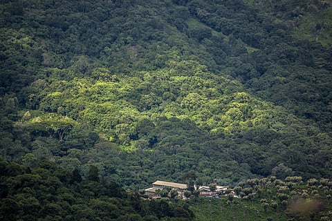 Tea gardens, trails and timeless charm