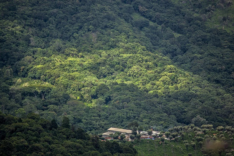 Tea gardens, trails and timeless charm