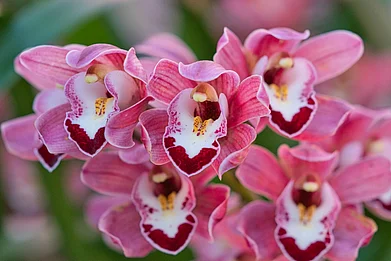 twabian/www.shutterstock.com : The Cymbidium spp., orchid in bloom