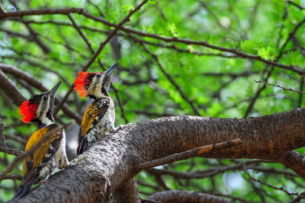 The Golden Backed woodpecker. Credit www.shutterstock.com / Krishna Manish Sharma