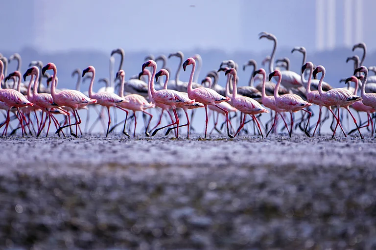 A flock of Greater Flamingos in The Thane Creek Flamingo Sanctuary. - Shutterstock / Aneesh Kotwal