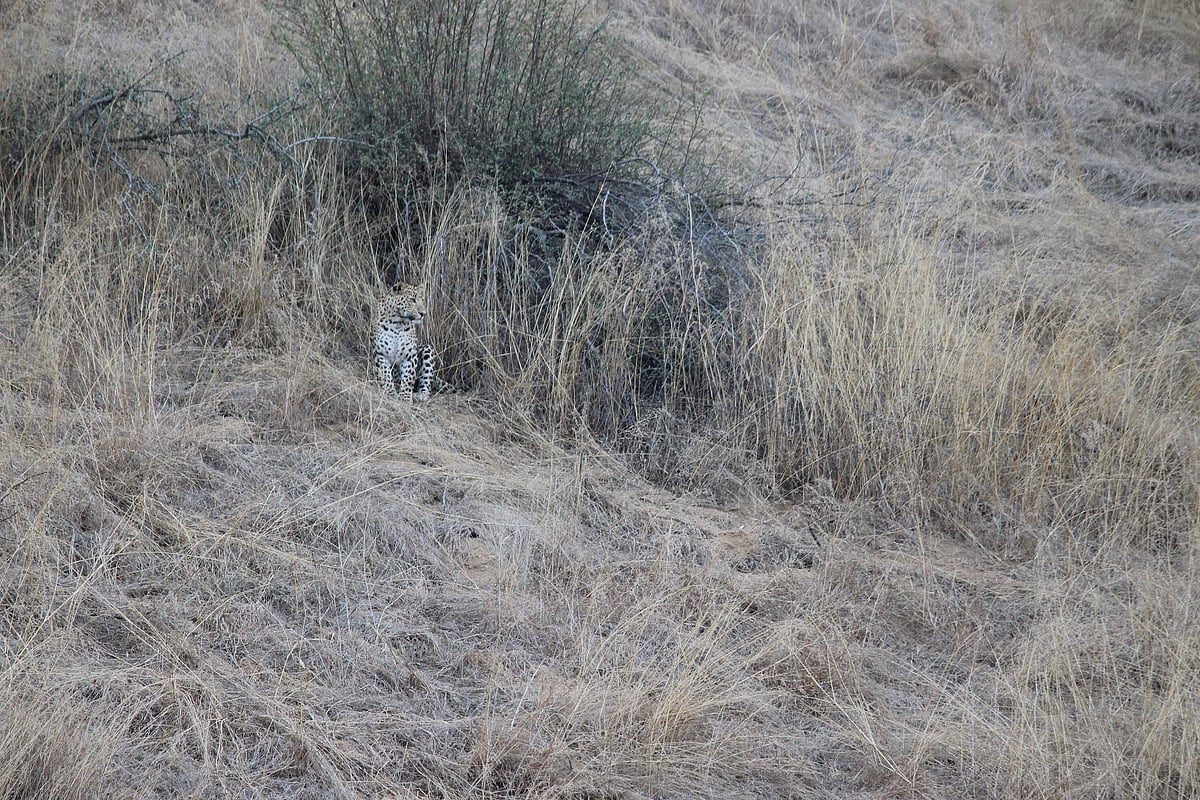 Jhalana offers spectacular leopard sightings 