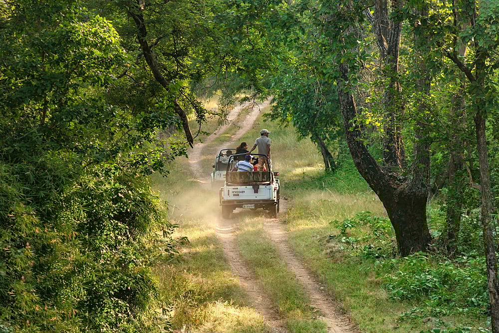 A jeep safari at Bandhavgarh National Park.