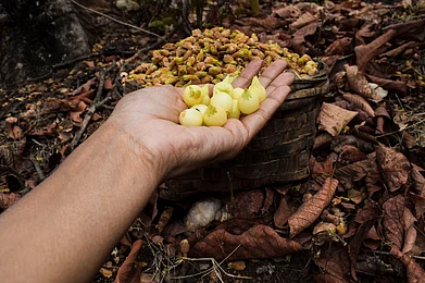 Shutterstock : Culturally rich tribal foods of India