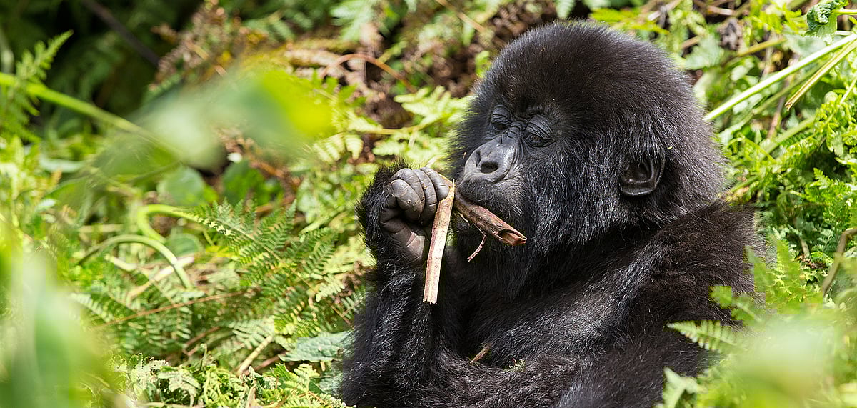 A baby mountain gorilla chews on a stick