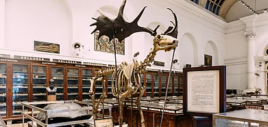 Shutterstock : Antique moose skeleton inside the Indian Museum in Kolkata