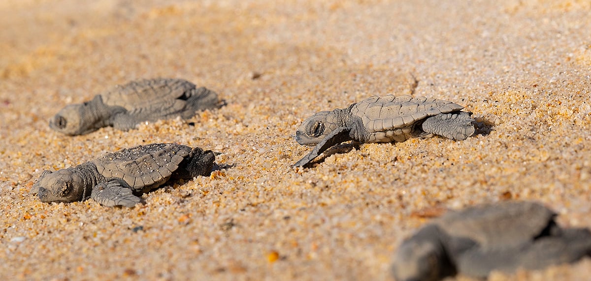 Newly hatched Olivie Ridley turtles at Gahirmatha, a part of Bhitarkanika sanctuary