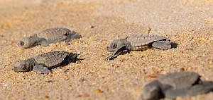 Newly hatched Olivie Ridley turtles at Gahirmatha, a part of Bhitarkanika sanctuary