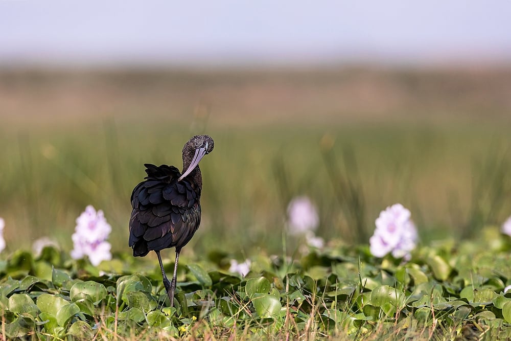 Glossy Ibis in its natural habitat in the wetlands, Odisha