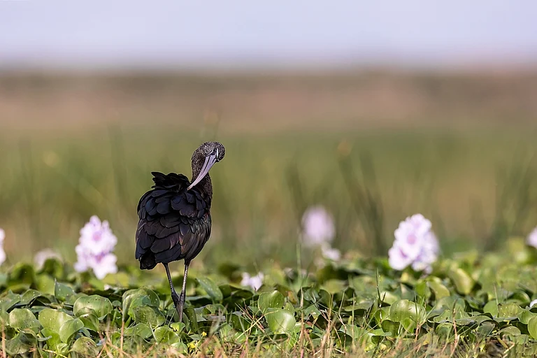 Glossy Ibis in its natural habitat in the wetlands, Odisha - null