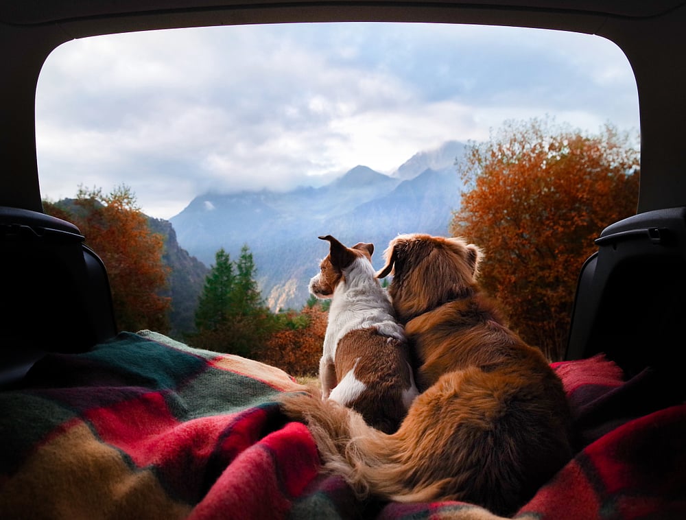 Tips & Hacks How To Travel With Your Fur Babies