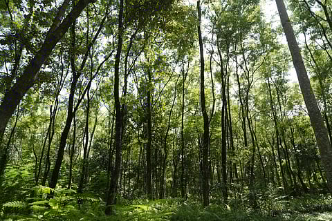 Green cover of a forest