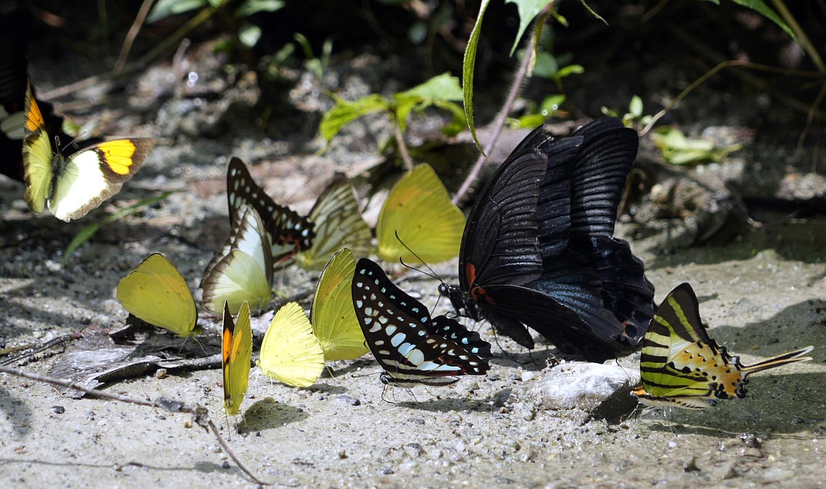 Mud puddling butterflies on the Saralpara road. Photo Credit Surajit Sharma