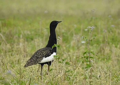 Bengal Florican in Manas National Park. Photo Credit Manas Maozigendri Ecotourism Society