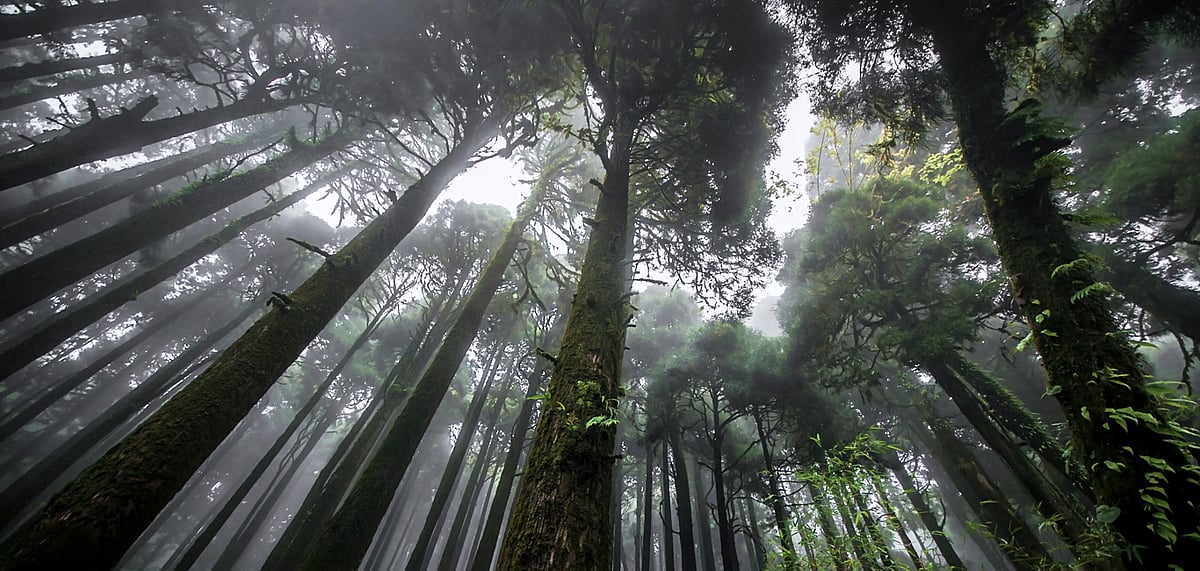 Beautiful pine forest are a common thing to see in the lower ranges of the Darjeeling Himalayas