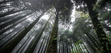 Beautiful pine forest are a common thing to see in the lower ranges of the Darjeeling Himalayas