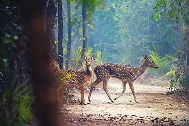 For the Silence of Satpura