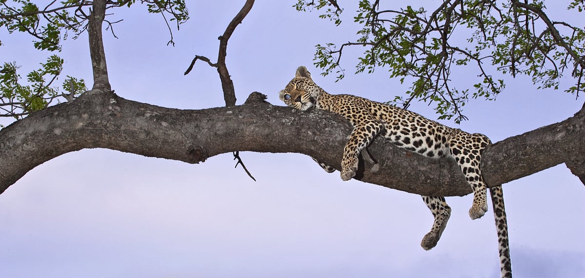 Sabi Sabi : Sleepless in Sabi Sabi