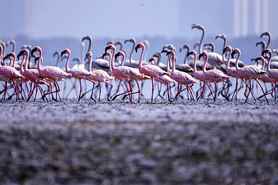 Flamingos in Thane Creek Flamingo Sanctuary Aneesh Kotwal / Shutterstock