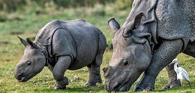 Pobitora Wildlife Sanctuary. Photo Credit pobitorasafari.in