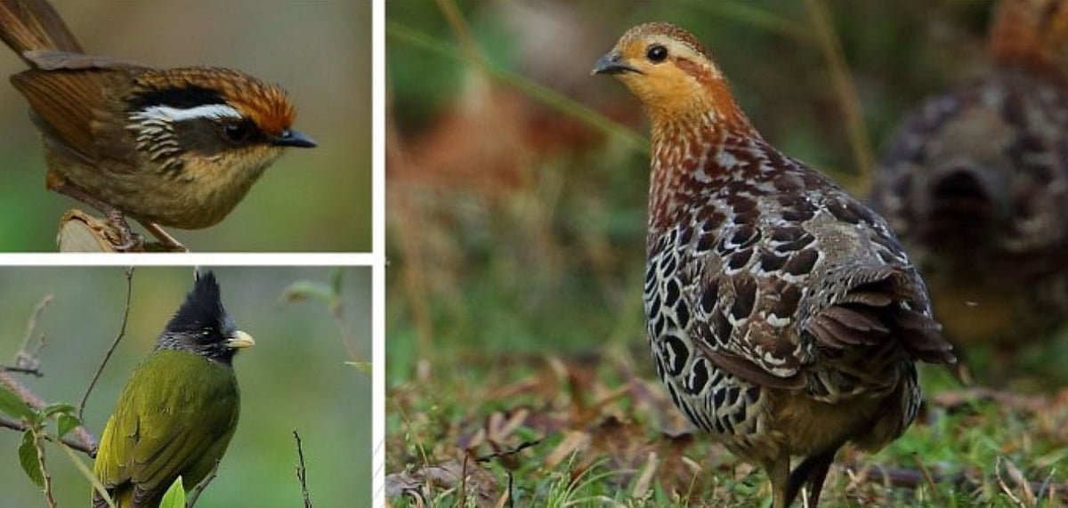 Clockwise Rusty-capped Fulvetta, Mountain-Bamboo Partridge, and Crested Finchbill. Picture credit Albin Jacob