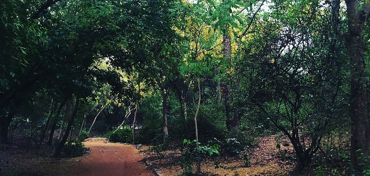 If you are lucky you might even spot some of the stray spirits that are supposed to be haunting Sanjay Van. Credit Wikimedia Commons
