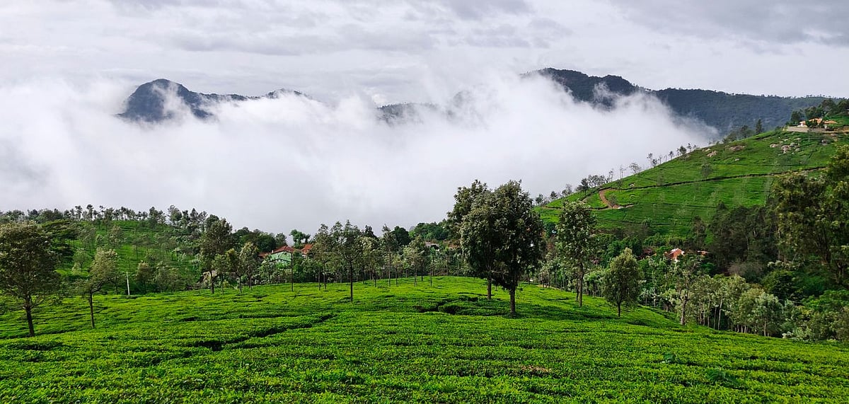 Lush tea gardens on the hills of Coonoor in Tamil Nadu. Credit Shutterstock
