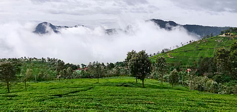 Lush tea gardens on the hills of Coonoor in Tamil Nadu